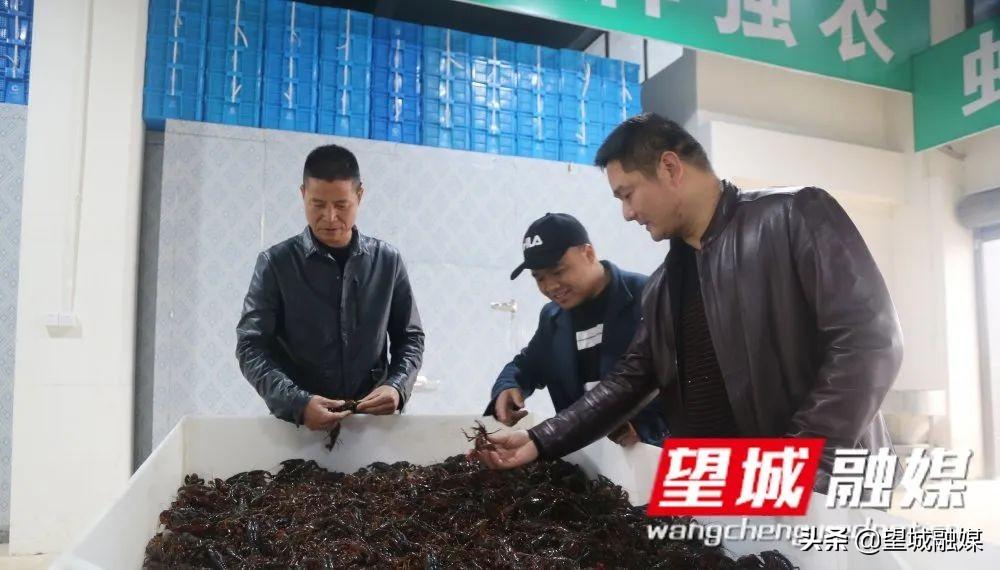 宁乡上市公司，繁荣商界之星闪耀闪耀光芒